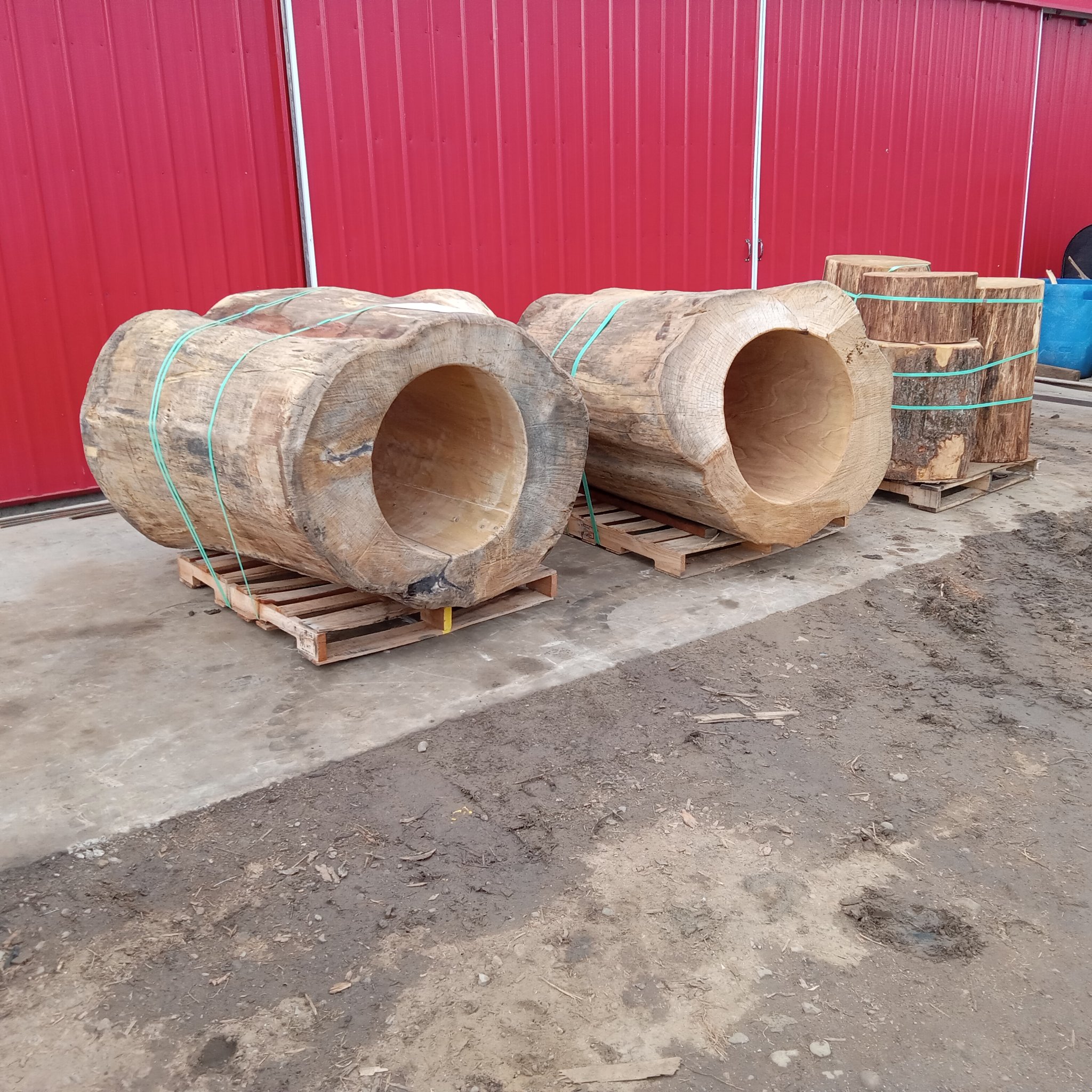 IC WOOD 48-inch reclaimed hollow log den large animal zoo enrichment bear big cat habitat Upstate New York